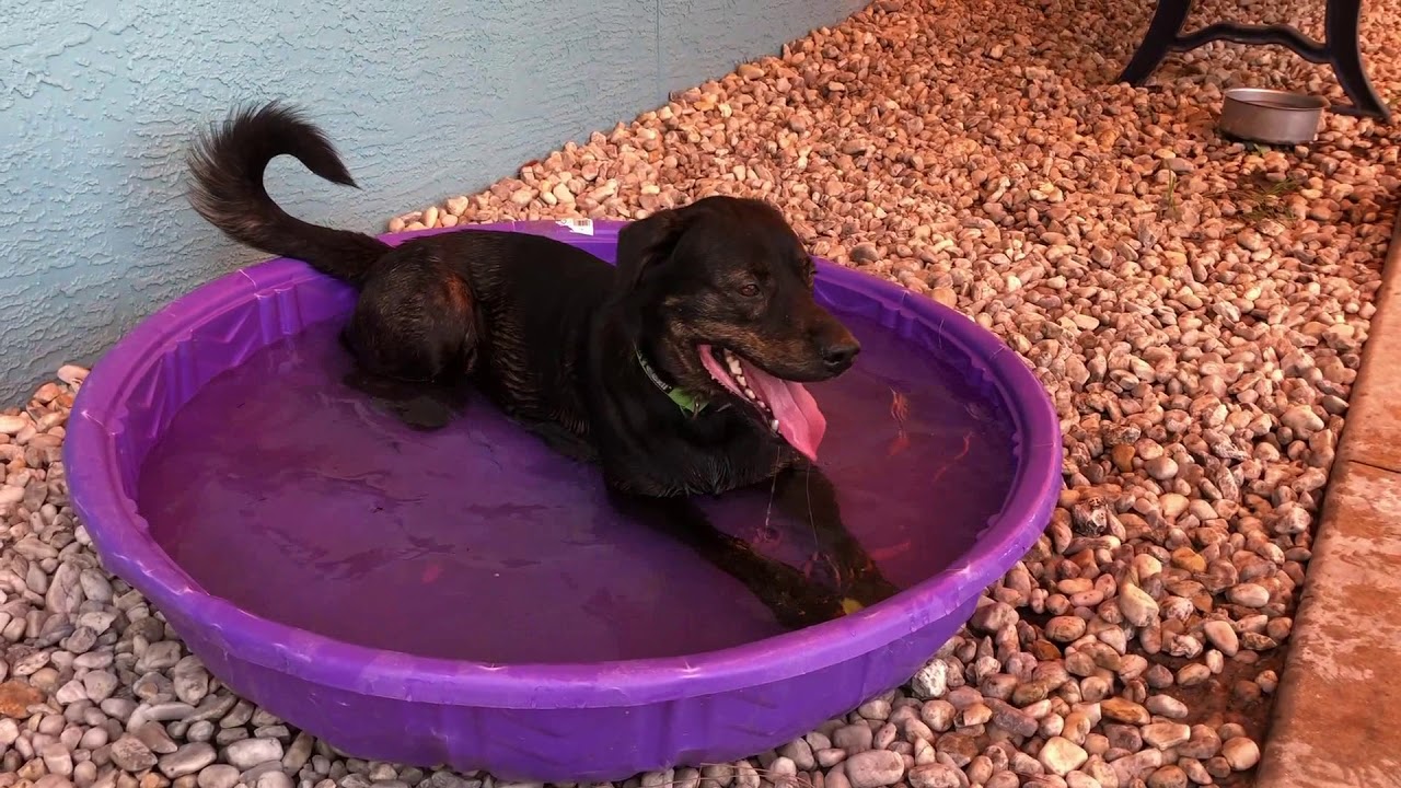 A new Foster-to-Adopt Pet Program in Lee County