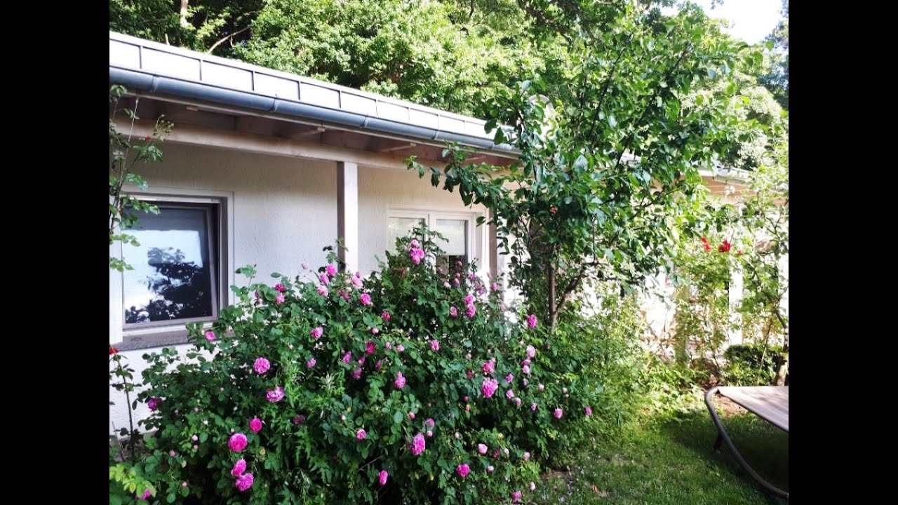 Urlaub mit Hund an der Ostsee - Ferinbungalow im Klützer Winkel (3004)