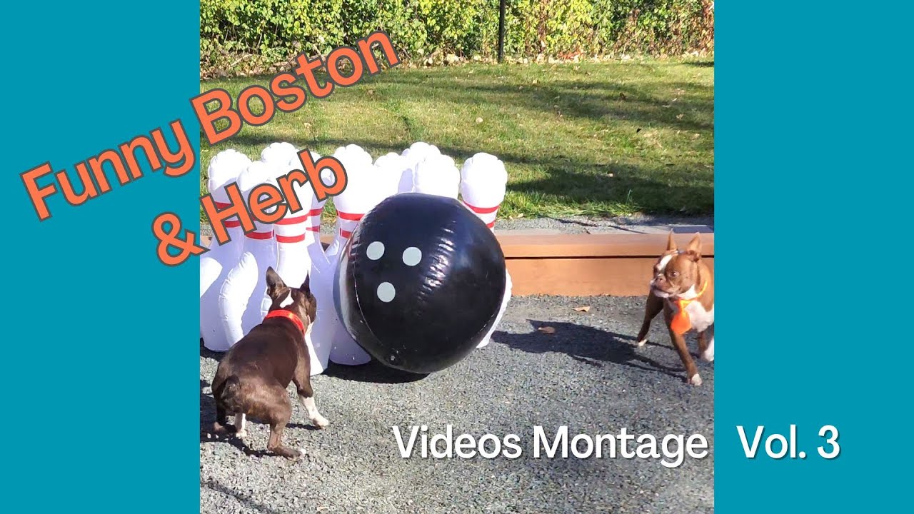 Funny Boston & Herb Video Montage  Vol. 3