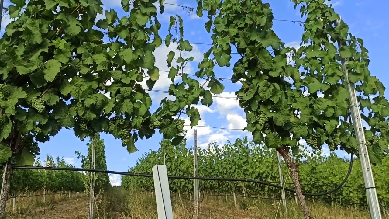 🍇☀️No More Sunburned Grapes Thanks To ekofertile® / Vinič bez úpalu s ekofertile®