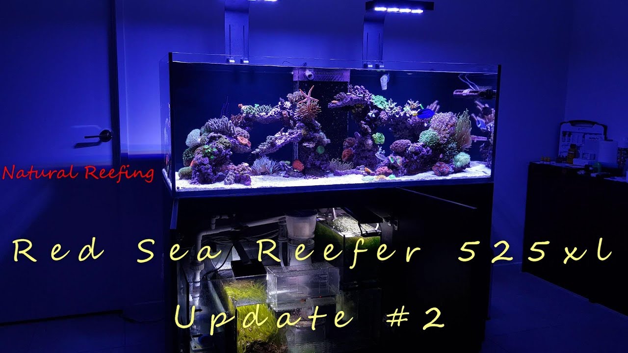 Red Sea Reefer 525 XL Update #2 4k