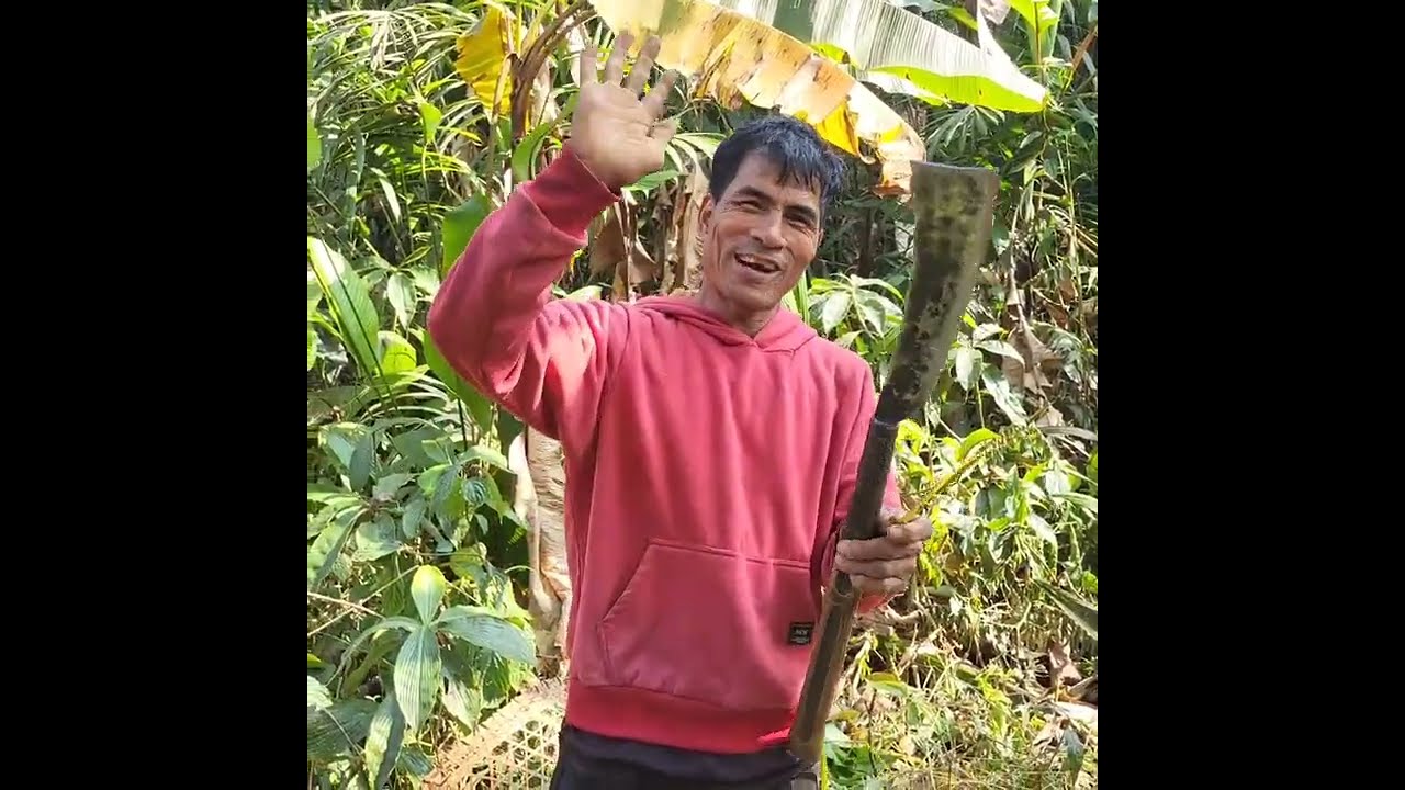 Betel Leaf Harvesting and Processing in Village | Harvest Season #Villagelife #villagegirl