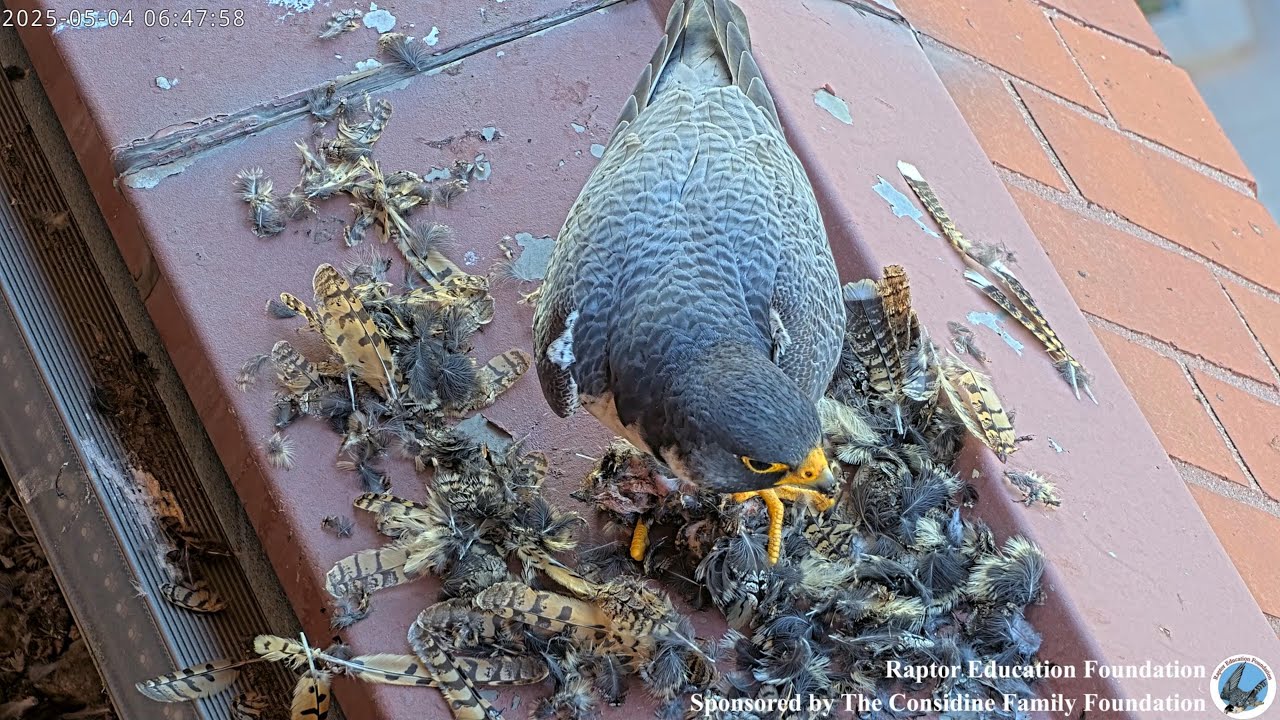Peregrine Penthouse: Episode 7--Exotic Fare