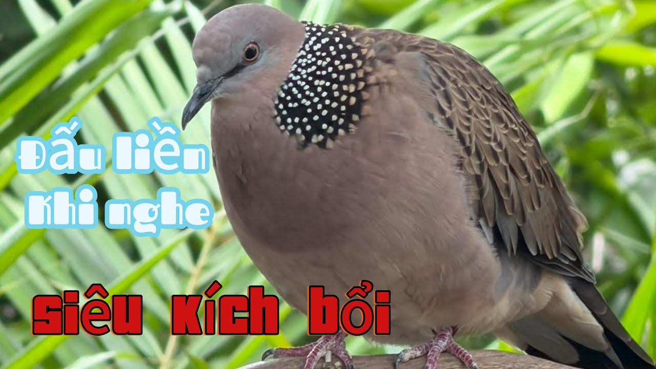 CHIM CU GÁY GIỌNG THỔ CỰC HAY – GÁY GỌI, THÚC, GÙ ĐỦ BÀI – KÍCH BỔI NHANH NỔI