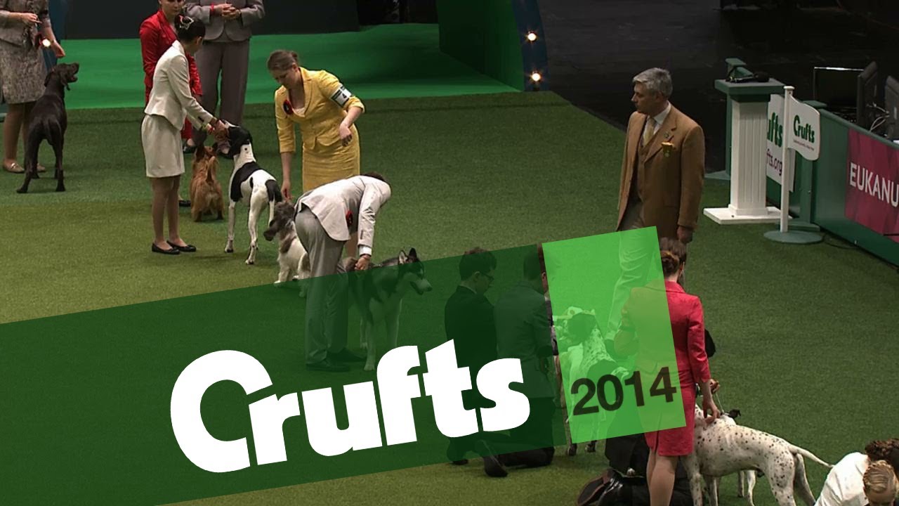International Junior Handling Competition | Part 2 | Crufts 2014