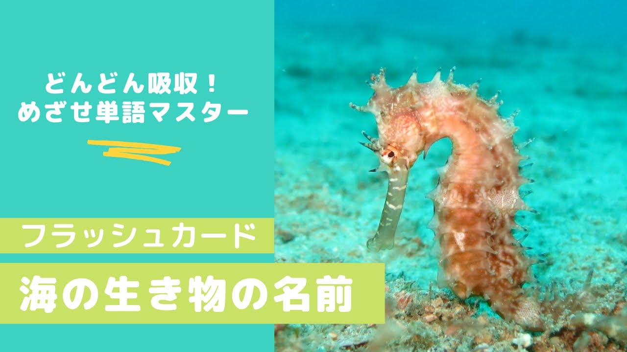 【海の生き物の名前】どんどん吸収！０歳からのフラッシュカード・知育
