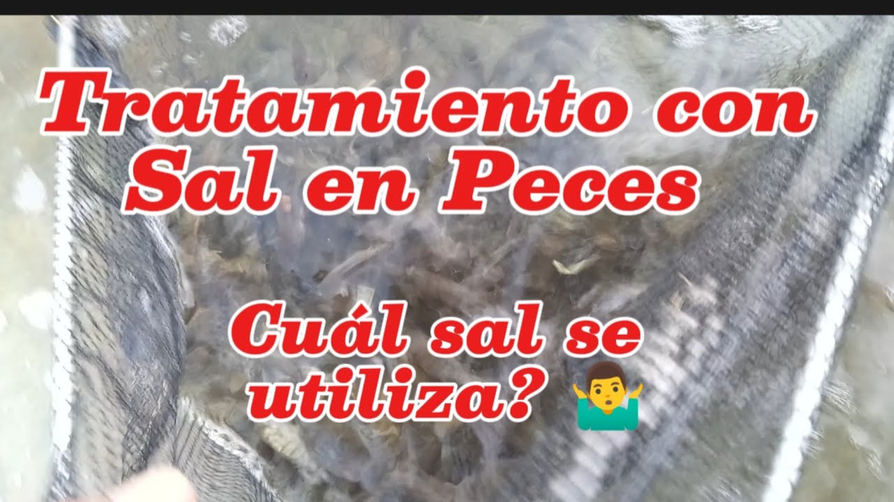 Tratamiento con Sal para tus Tilapias. Que tipo de sal utilizar?