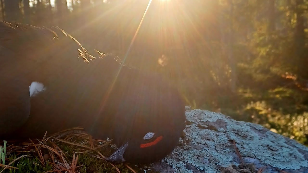 Metsäkanalinnustusta @noutobi1780
