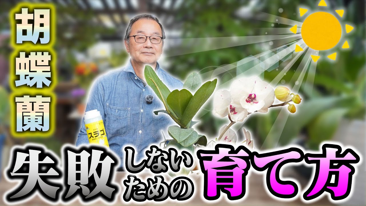 【洋蘭】花芽が出てから、開花に向けての、管理と注意点を解説していきます！[Orchids] Care for flowering!@seedpot368 #sheath