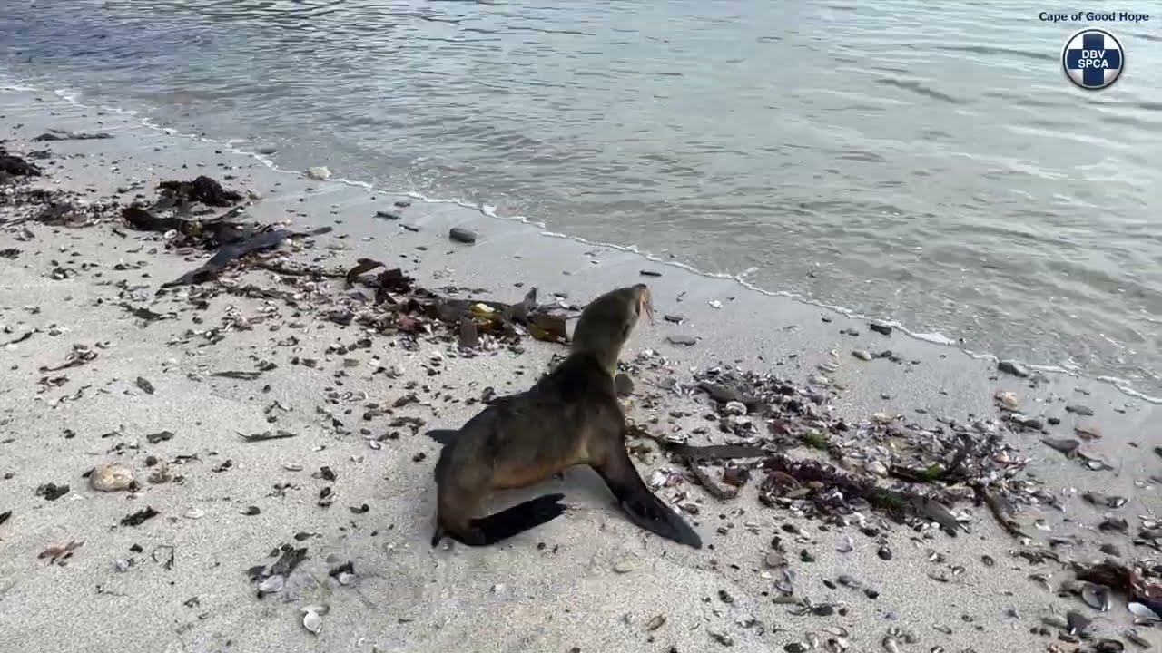 SPCA rescues entangled Cape Fur Seal - Sea Point (12 June 2022)