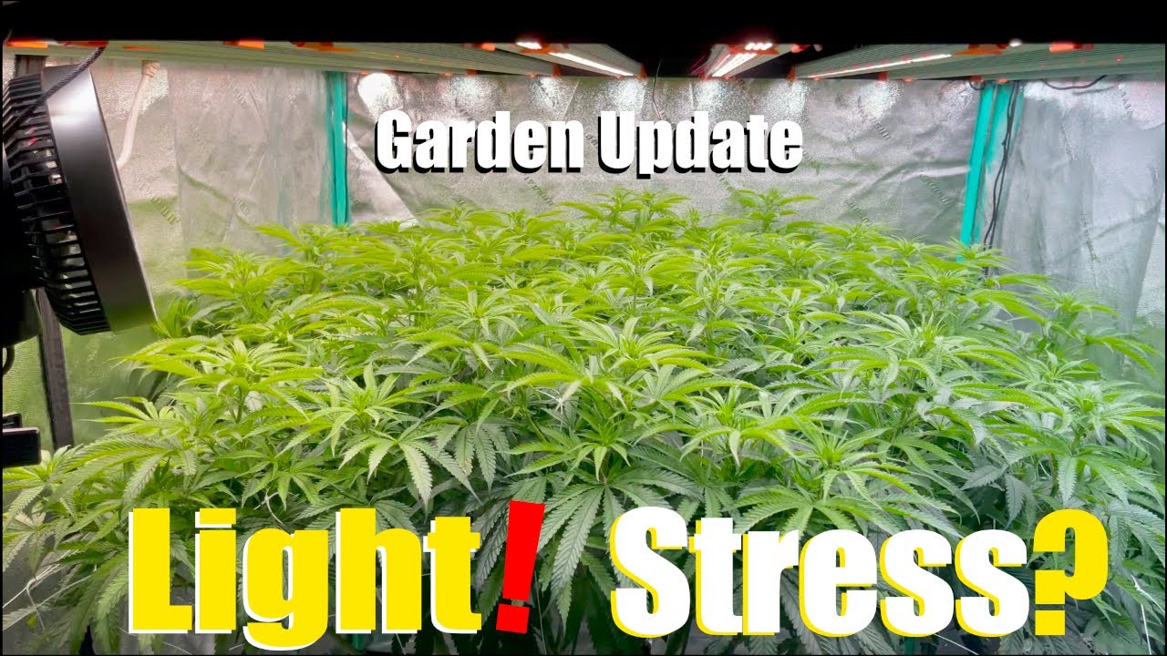 Cannabis Light Stress Symptoms EXPOSED in My Autopot Grow 2024