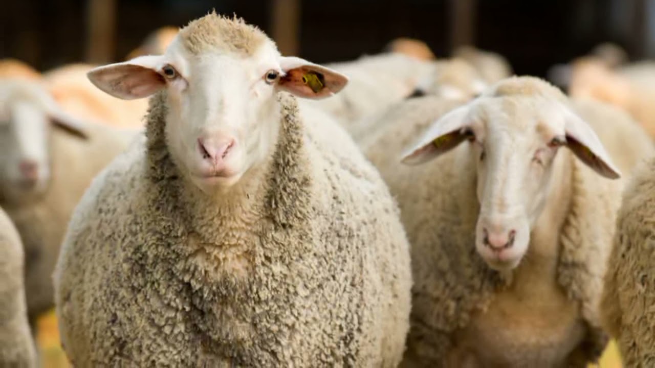 History of the domestic sheep