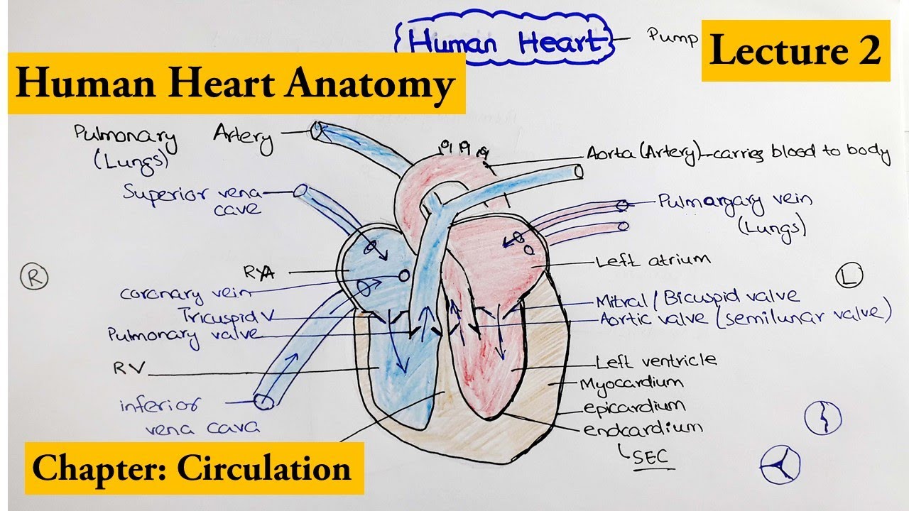 human heart Structure and Function | Chapter Circulation Video # 2