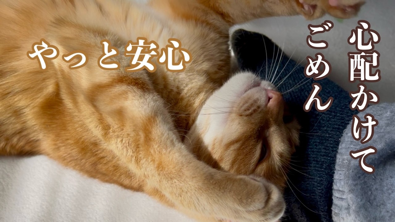 夫がダブルワークをやめた日、ミックは安心したのかずっとそばを離れませんでした