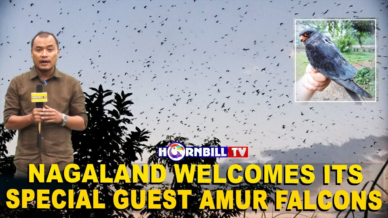 AMUR FALCONS ARRIVE IN NIULAND'S NIKHEKHU VILLAGE