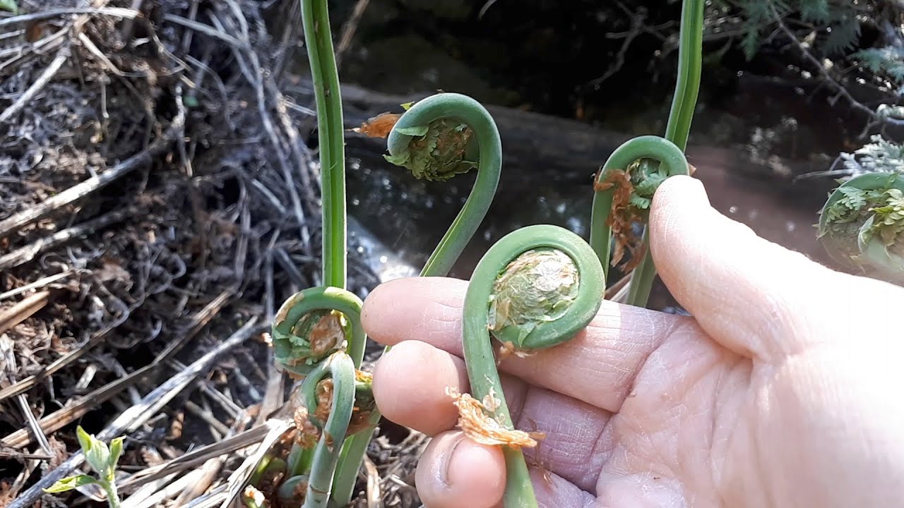 Foraging for Fiddleheads~Ostrich Fern (How to Find, Identify & Harvest  them sustainably!)