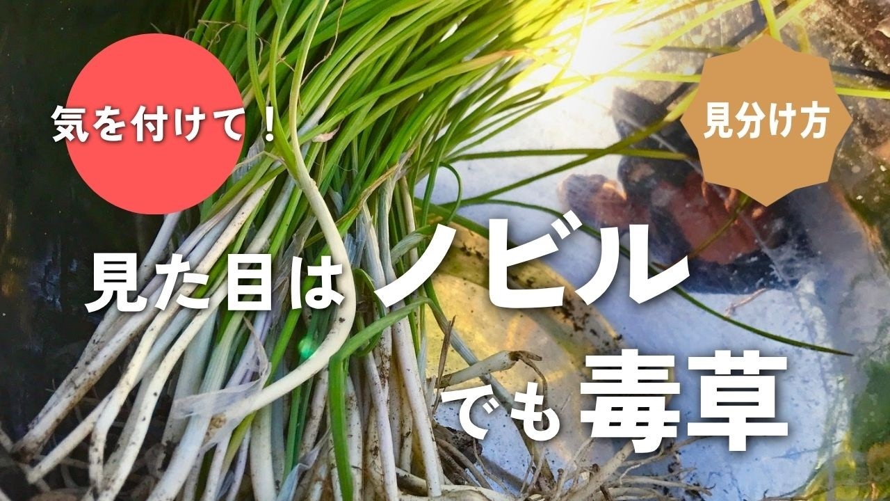 【野草術】ノビルにそっくりの毒草見つけた！〜ノビルの美味しい季節に気を付けたい、毒草との見分け方〜