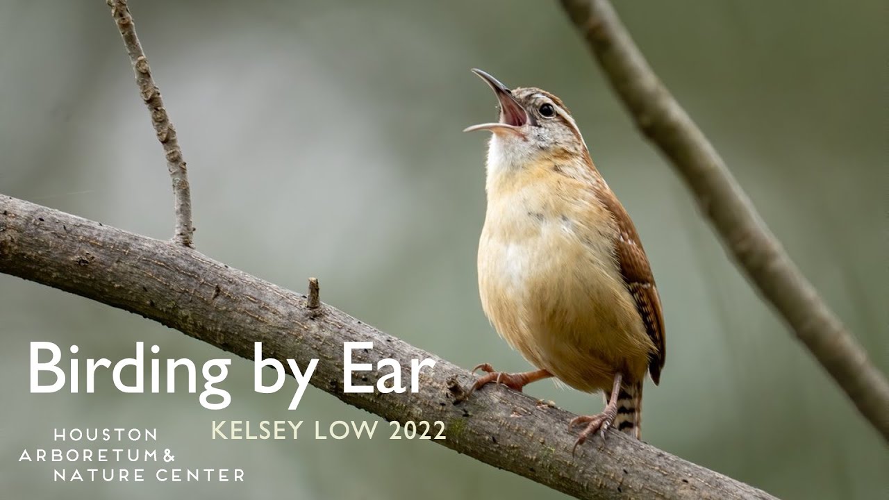 Advanced Training - Birding by Ear.