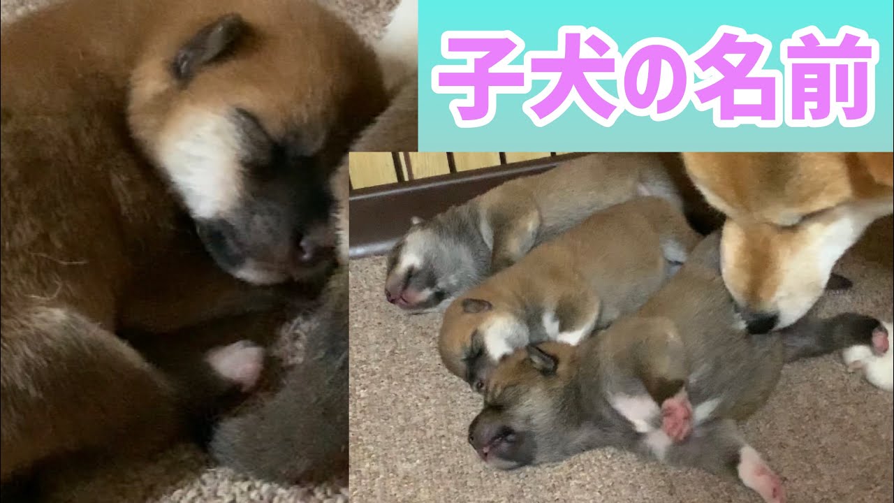 柴犬子犬生後5日デコボコ4きょうだいの名前公開！子犬鳴き声たっぷり編
