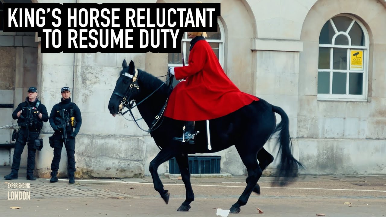 Royal Guard Horse Spins Around | Horse Guards, Horse Guards parade, Royal guard, king’s guard,London