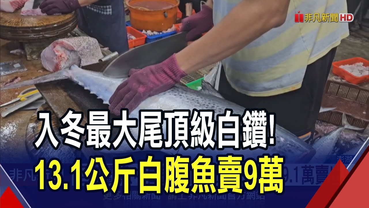 巨無霸魚中白鑽 13.1公斤白腹魚9.1萬賣出!  澎湖必備團圓菜 