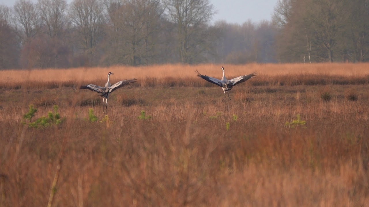 Parende en dansende kraanvogels | Zelf Geschoten | Vroege Vogels
