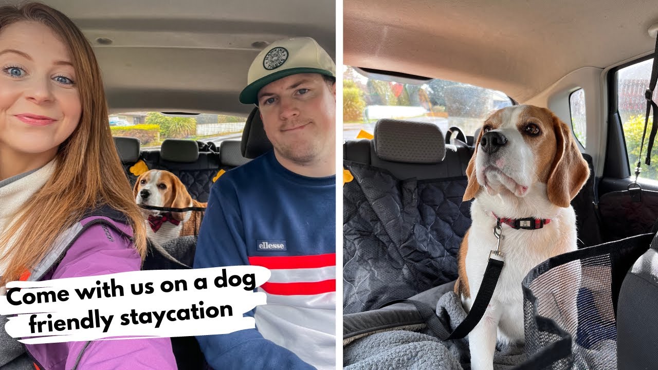 Day 1 - Come on a dog friendly staycation with us