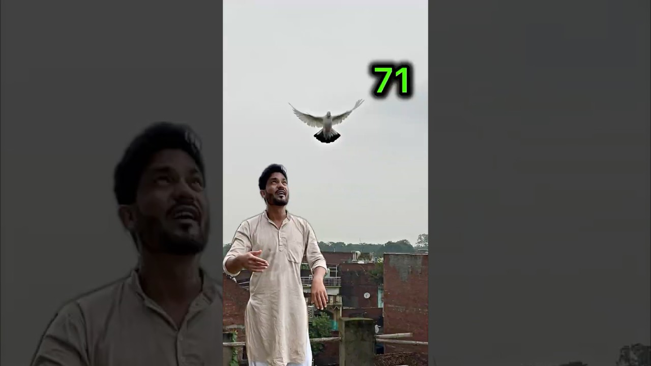 Mini Vlog 71 | Finally Kabootar Pakda! 😲 Real Pigeon Catching Video