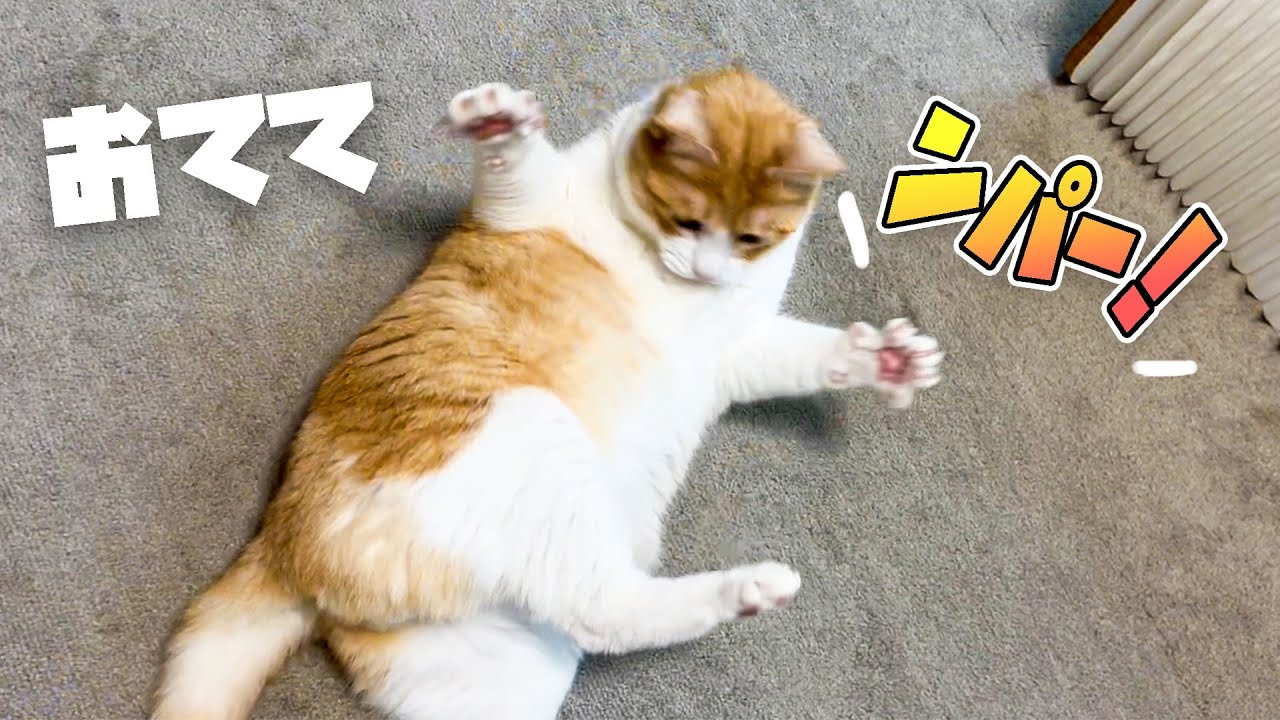 若干雷にビビりながらもヒモの誘惑には抗えないねこ