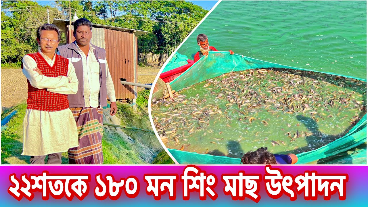 ২২শতকে ১৮০ মন শিং মাছ উৎপাদন, চাষি রুহুল আমিন..। catfish bd