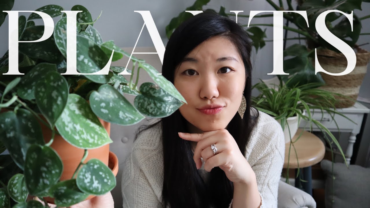 家裡種什麼植物｜室內植物入門推薦｜My beginner plant collection