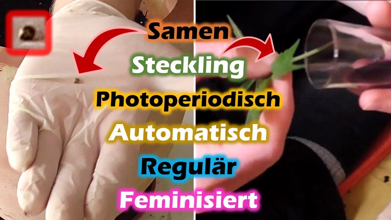 Womit in den ersten Grow? Samen, Steckling, photoperiodisch, automatisch, regul&auml;r, feminisiert?