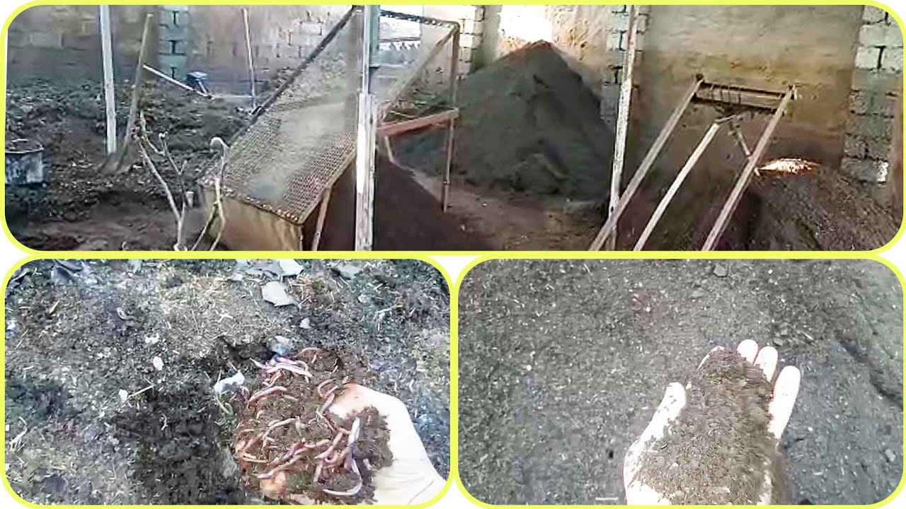 SURXANDARYO VILOYATI UZUN TUMANIDA SOTUVGA TAYYOR BIOGUMUS VA KALIFORNIYA CHUVALCHANGI MAVJUD 