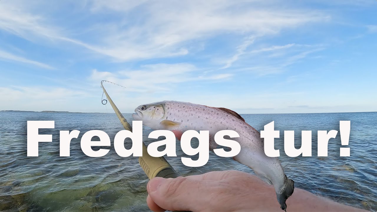 Fredags tur 🎣 Nyt grej, Ny video, Nye fisk 👍 What not to like 🤩 Havørred Fiskeri