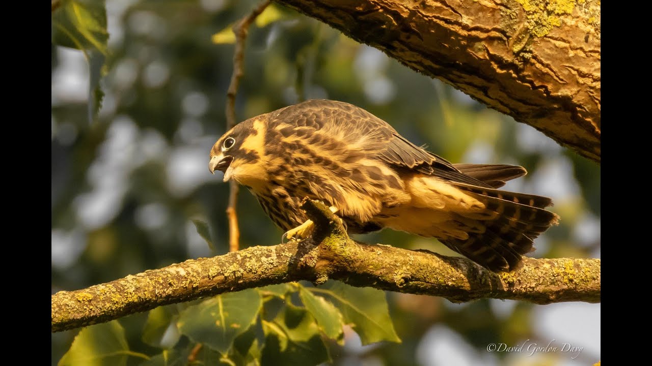 Amazing Hobby and Kestrel footage: falcons nesting in urban London!