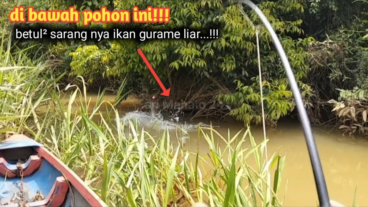asli belum terjamah pemancing lain.. ikan gurame nya berebut umpan ku emang betul² edan...!!!