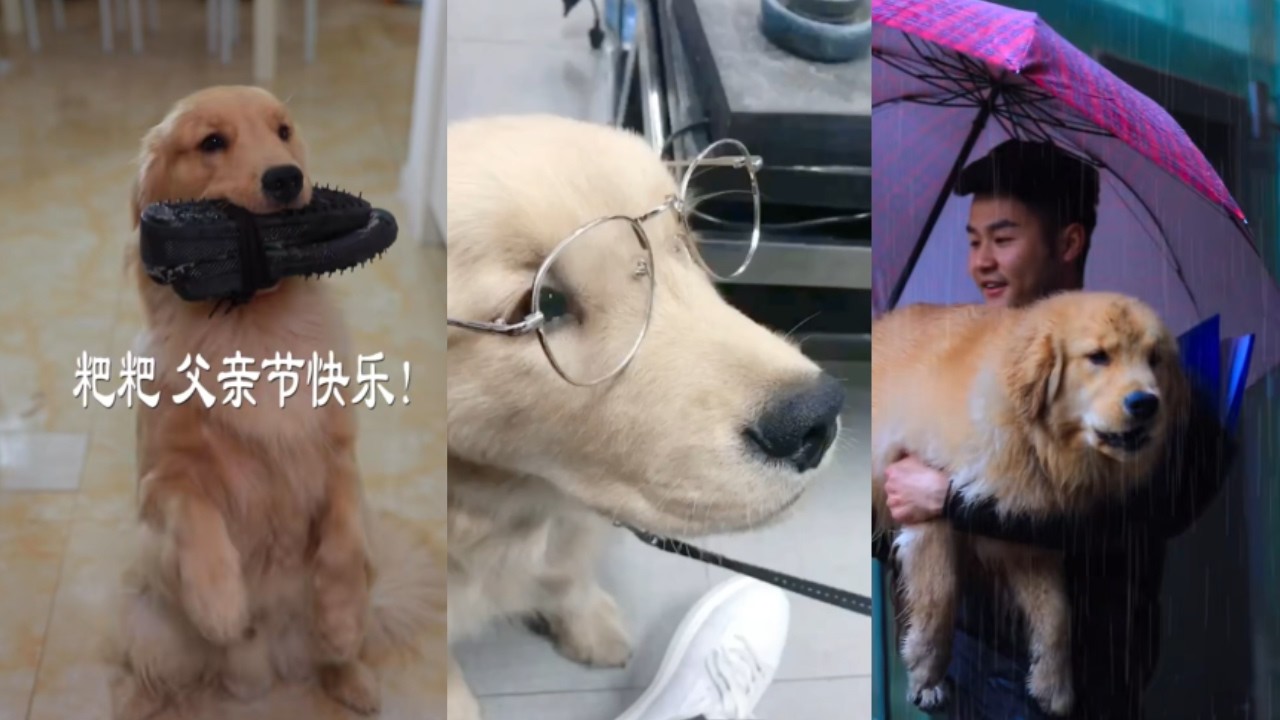 家人們，誰能告訴我，我家狗到底在想什麽#dog #pets #goldenretreiver #puppy #cute #animals
