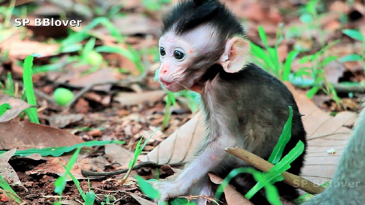 Baby Monkey Charles Cry To Call Mom Cos Big Bertha Kidnapped - BBlover 12