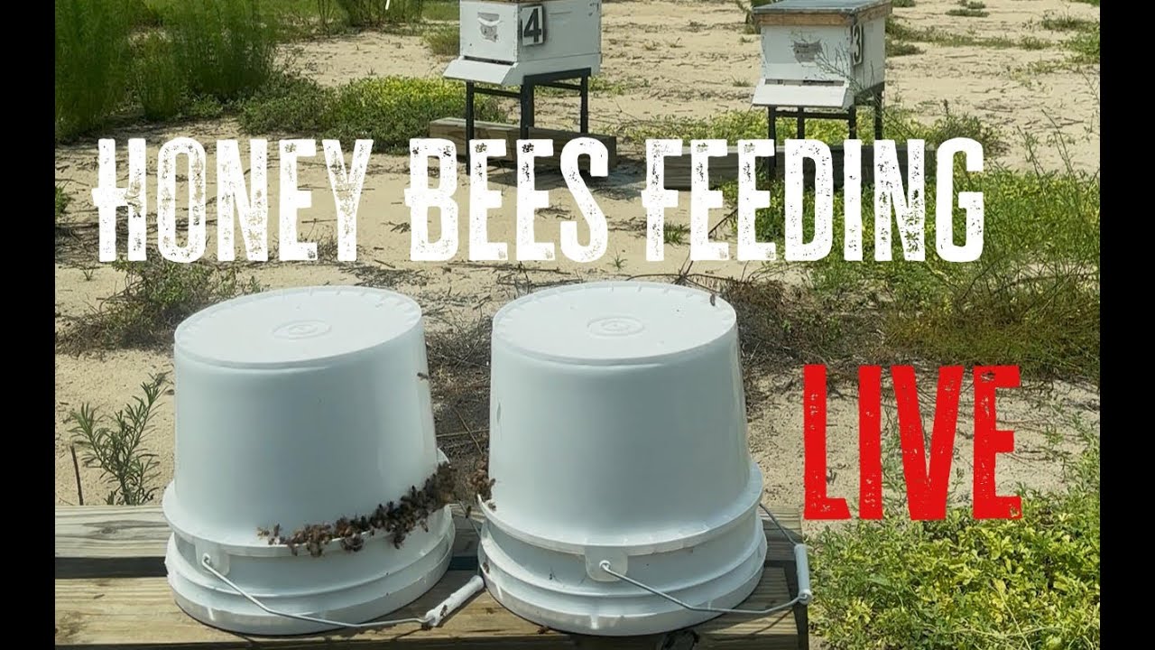 Bee Feeder LIVE on Friday