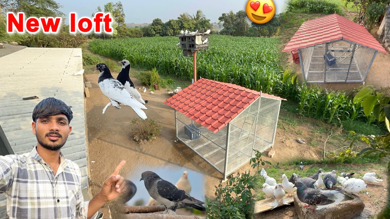 New kabutar loft completed review 😍 || kabutar loft 