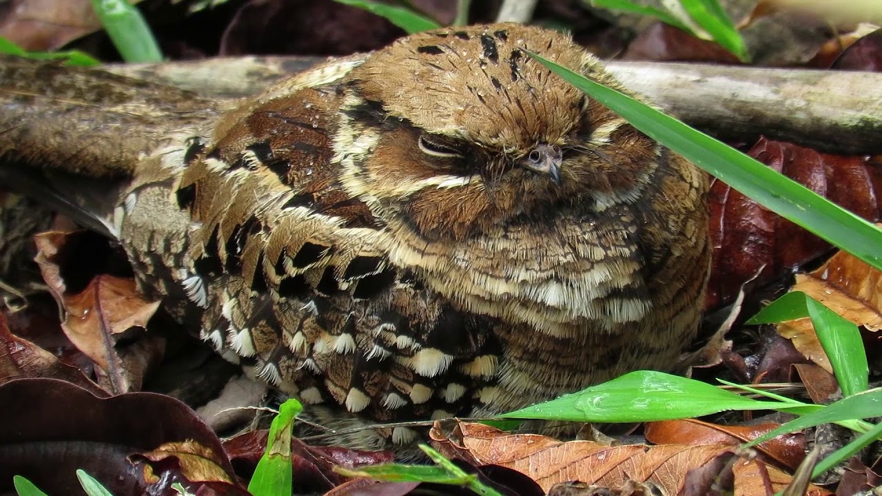 Inventario de aves inconspicuas - Área Silvestre - Temporada 2018 Capítulo 6