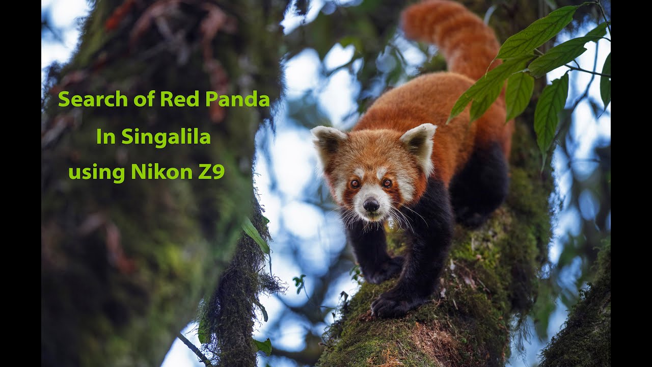 Red Panda photography using Nikon Z9 in Singalila