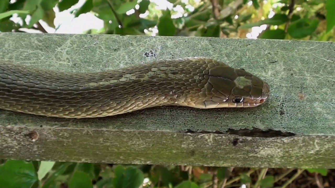 The Secret Life of Snakes &bull; 2016