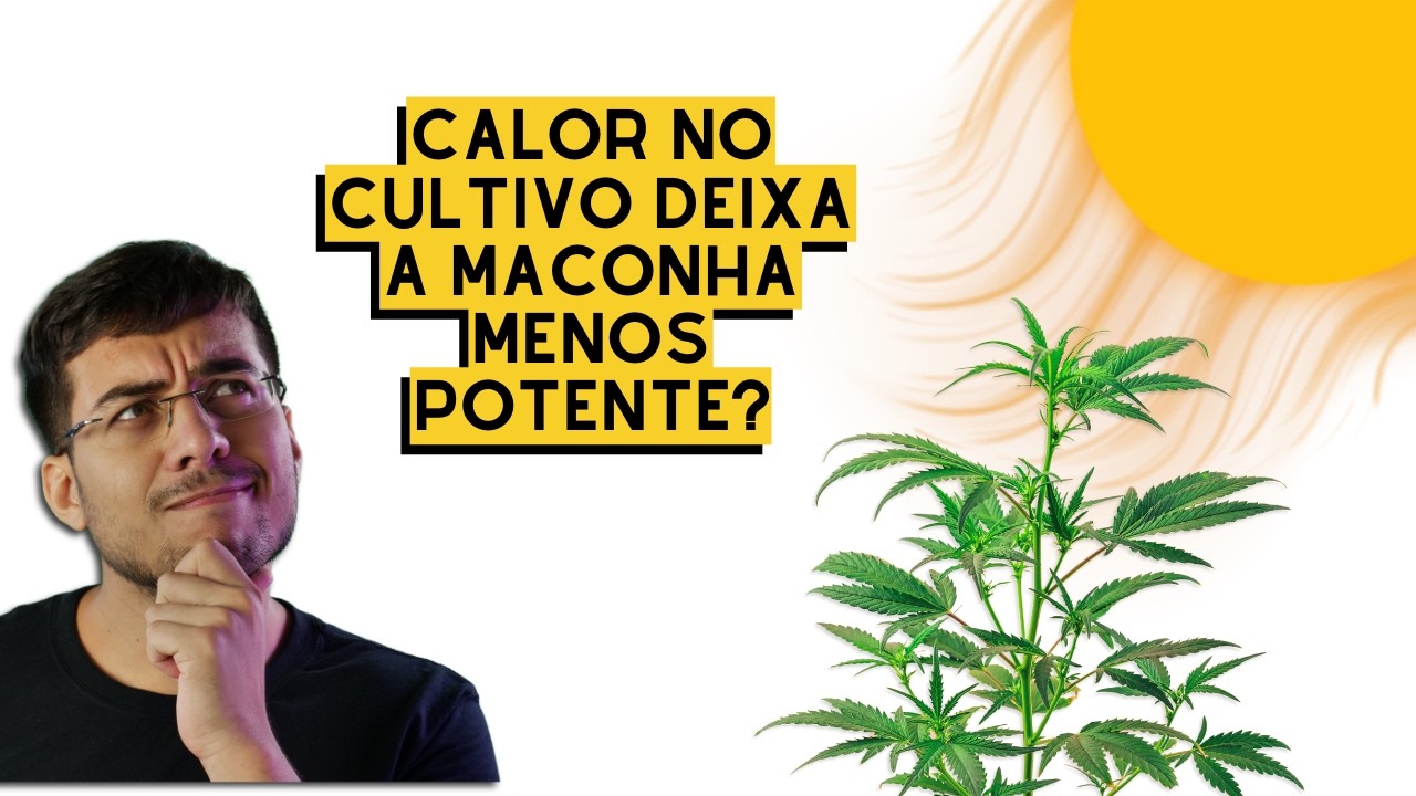 Como o Calor Afeta a Produ&ccedil;&atilde;o de Canabinoides: CBD e THC (an&aacute;lise de artigo)
