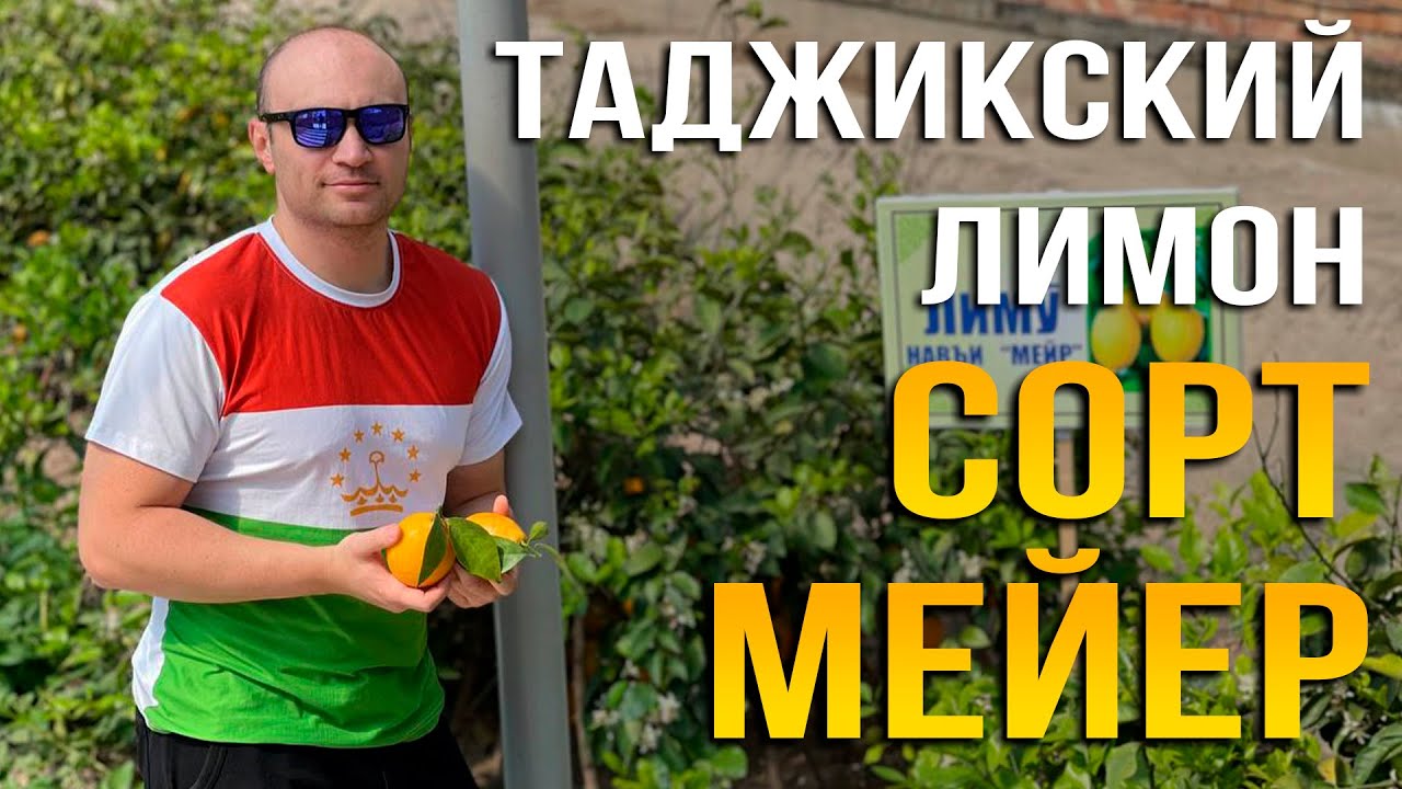 Таджикский (оранжевый) лимон - сорт Мейер