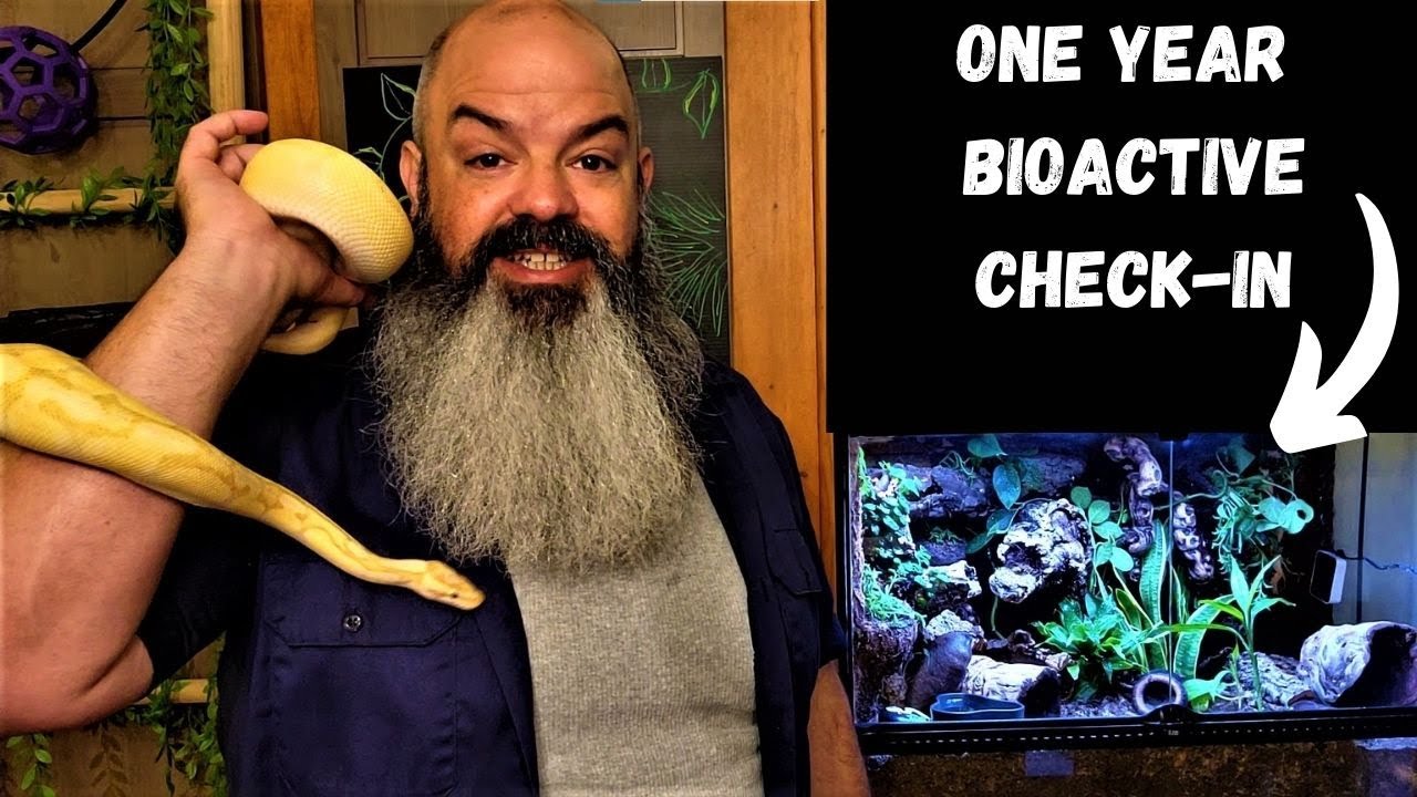 Bioactive Ball Python Setup: One Year Check-in