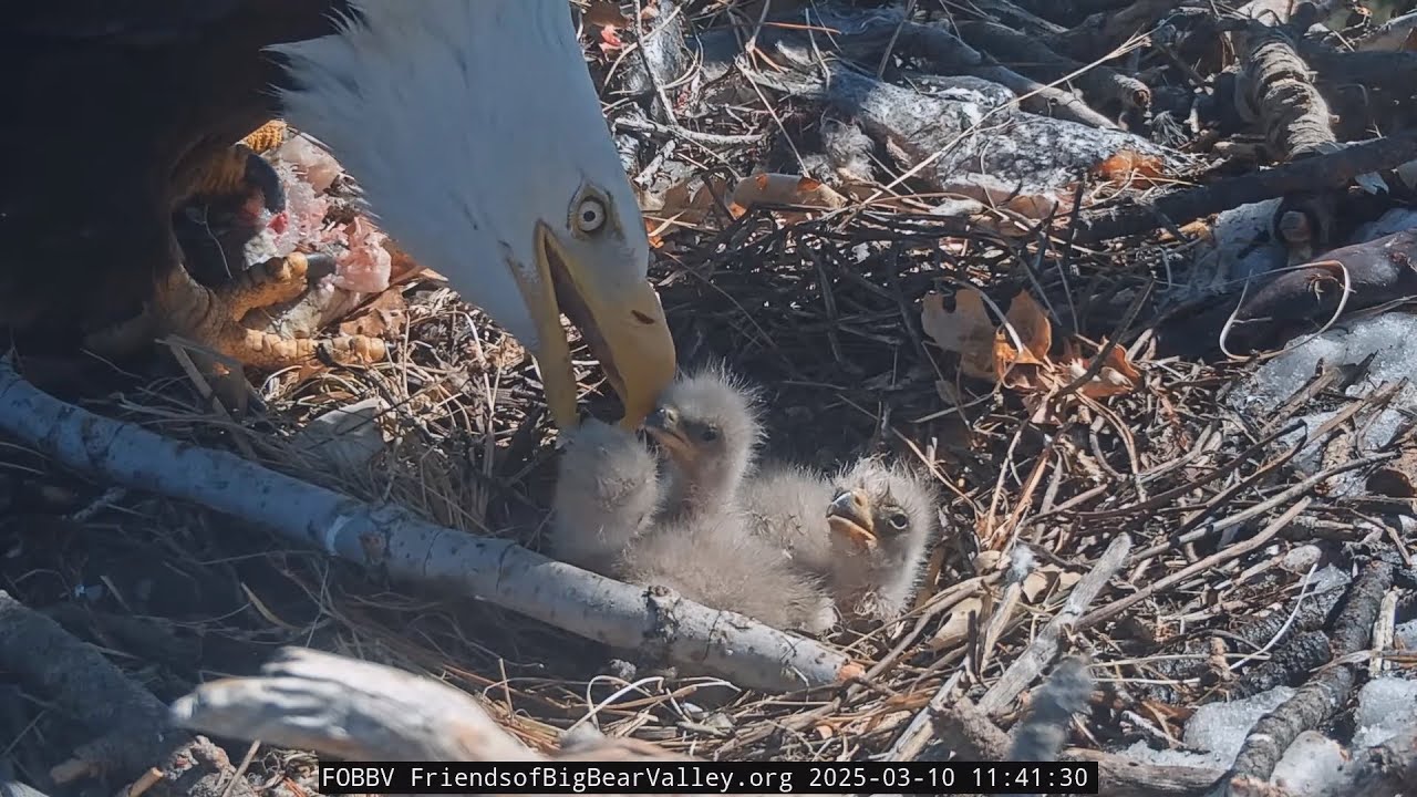 3-11-2025  Fluff Balls Of Adorability!