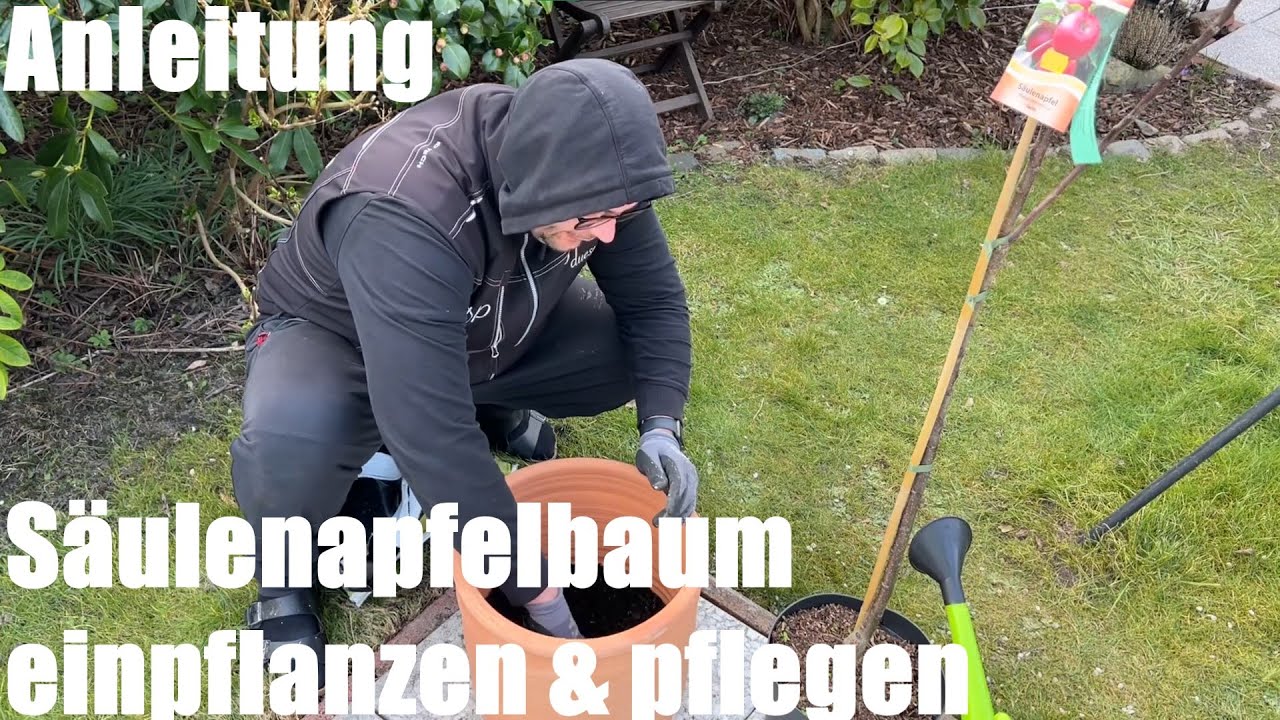 Säulenapfelbaum (Säulenbäume, Ballerina, Schlanke Spindeln, Obstzwerg) einpflanzen und pflegen