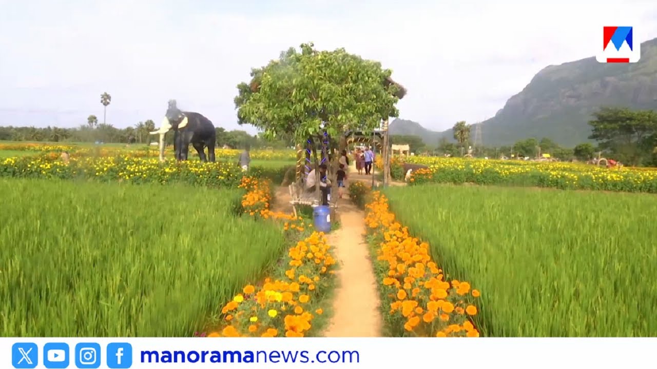 കറയറ്റൊരാലസല്‍ ഗ്രാമഭംഗി; കൊല്ലങ്കോട്ടെ താമരപ്പാടത്തേക്ക് സഞ്ചാരികളുടെ ഒഴുക്ക് | Kollengode