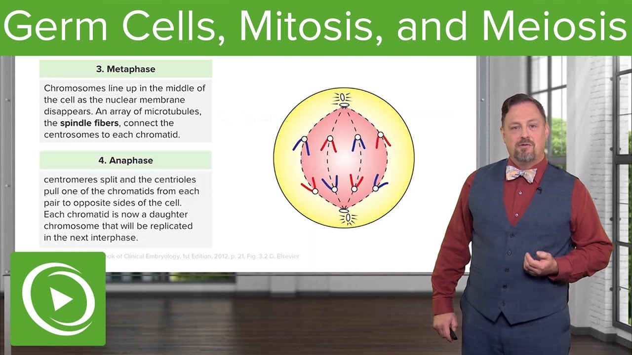 Germ Cells, Mitosis & Meiosis &ndash; Embryology | Lecturio